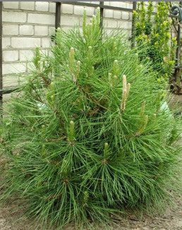       Pinus Nigra   Globosa